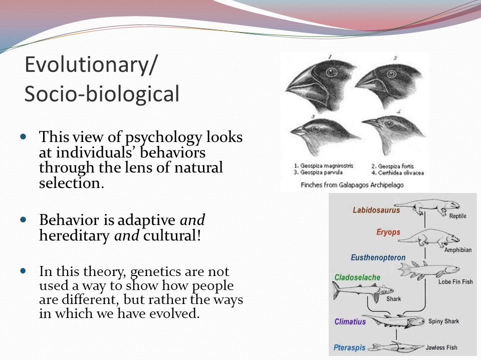 Evolutionary perspective natural selection and adaptive